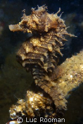 Sea Horse by Luc Rooman 